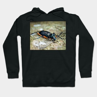 Darkling beetle (Strongylium sp.) Hoodie